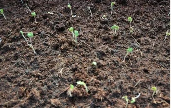 立秋后，上午种萝卜好还是下午种萝卜好？为什么？