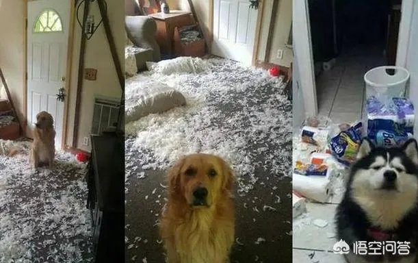 如果把狗狗自己放到陌生环境中