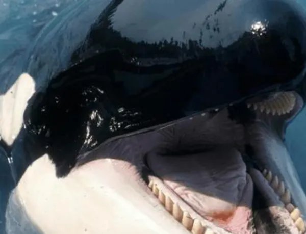 虎鲸被圈养42年后开始严重自残,它是从什么时候开始失去自由的?