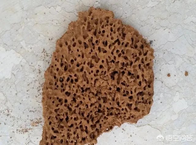 红火蚁出没赣州，政府发布紧急疫情，这是怎么回事，怎么辨别红火蚁？