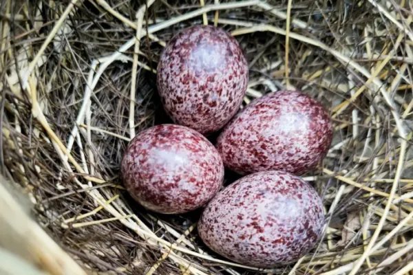 蛋的拼音怎么读