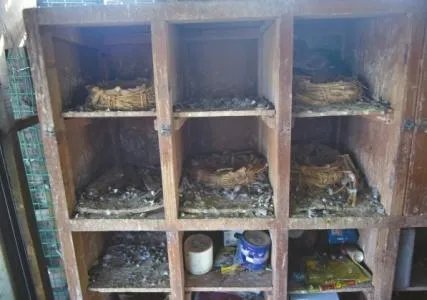 信鸽一月被盗光 最担心信鸽被吃掉