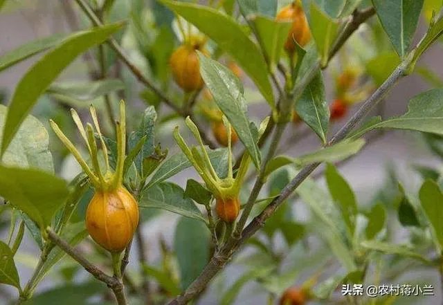 栀子和黄栀子有什么区别