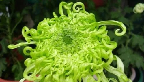 菊花的象征什么意义