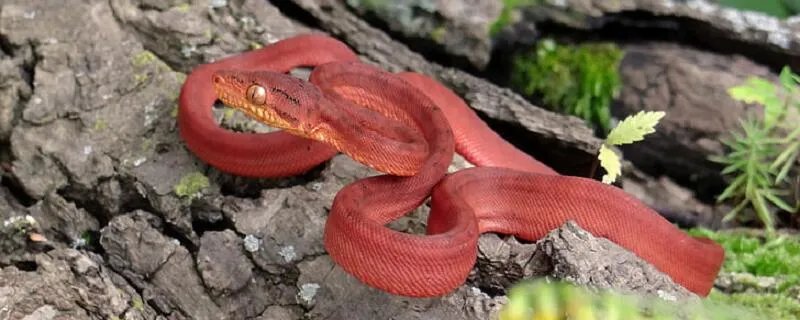 梦见玩蛇预示什么 梦见玩蛇好不好