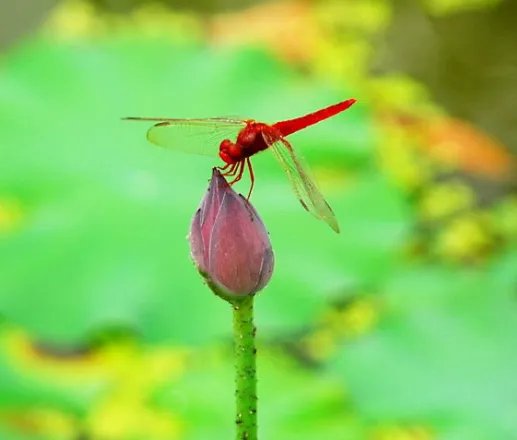 古诗小池的意思？