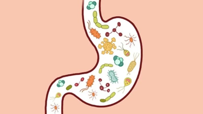 奇亚籽的功效作用