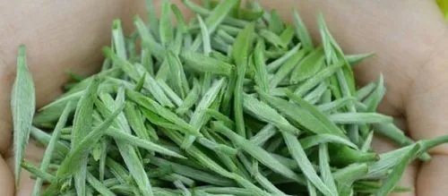 都匀毛尖茶的介绍