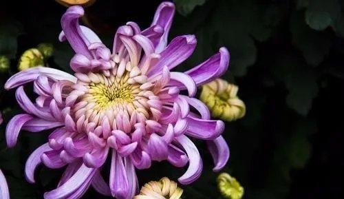 菊花的象征什么意义