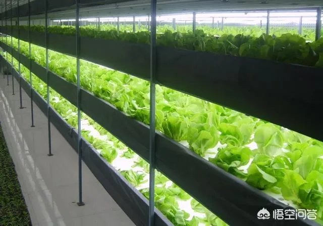 什么是设施农业？