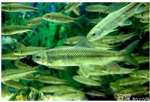 你知道赤鳞鱼吗? 赤鳞鱼价格介绍