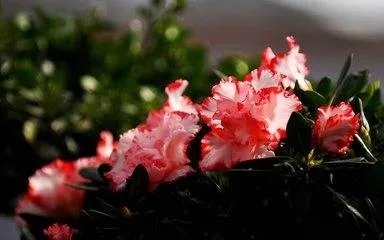 春天都有什么花开