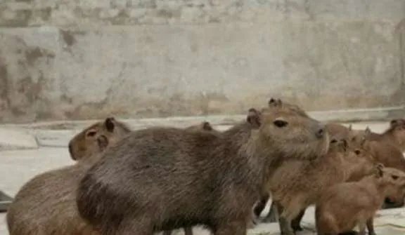 世界上最大的老鼠，体长1米体重9公斤