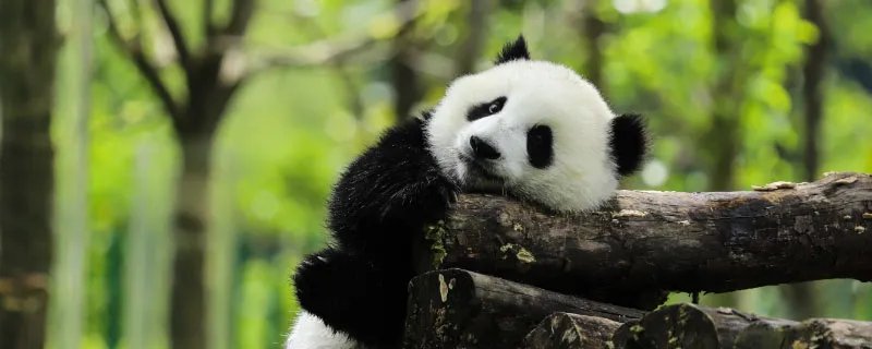 哺乳动物有哪些 哪些是哺乳动物