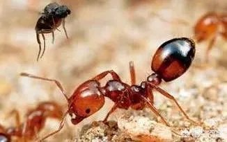 红火蚁出没赣州，政府发布紧急疫情，这是怎么回事，怎么辨别红火蚁？