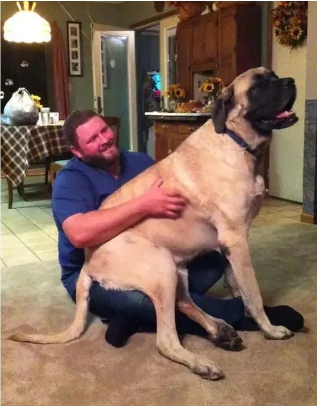 如果把狗狗自己放到陌生环境中