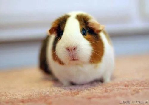 荷兰猪是老鼠吗