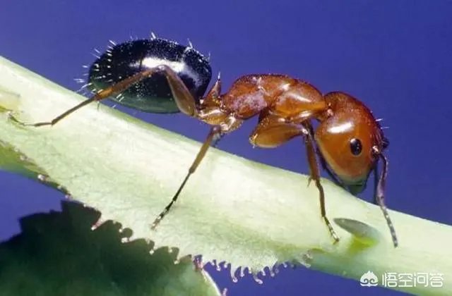 红火蚁出没赣州，政府发布紧急疫情，这是怎么回事，怎么辨别红火蚁？
