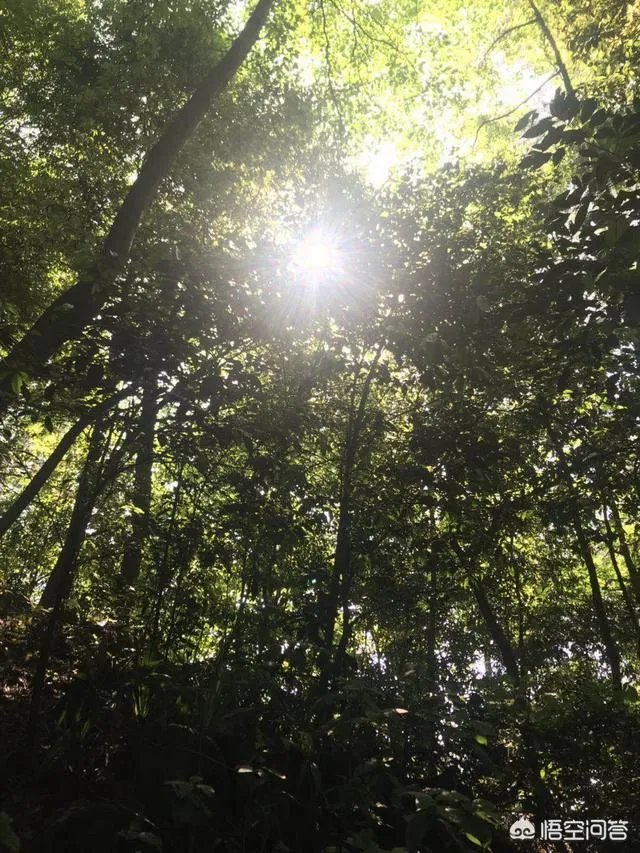 重庆有什么好玩的