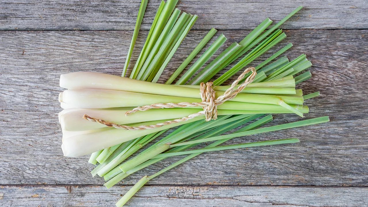 灵芝孢子粉适合多大年龄？灵芝孢子粉的功效有哪些？