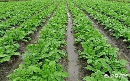 立秋后，上午种萝卜好还是下午种萝卜好？为什么？