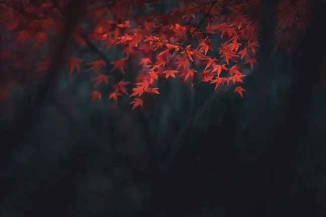 11月发的朋友圈文案说说 11月份发的朋友圈说说文案大全