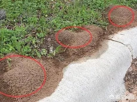 红火蚁出没赣州，政府发布紧急疫情，这是怎么回事，怎么辨别红火蚁？