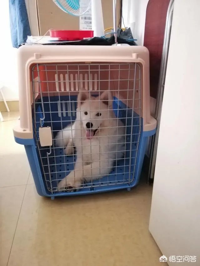 如果把狗狗自己放到陌生环境中