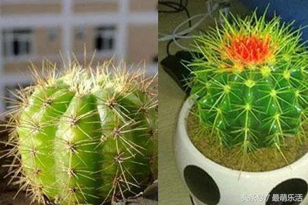 仙人球怎么养更好？