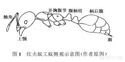 红火蚁出没赣州，政府发布紧急疫情，这是怎么回事，怎么辨别红火蚁？