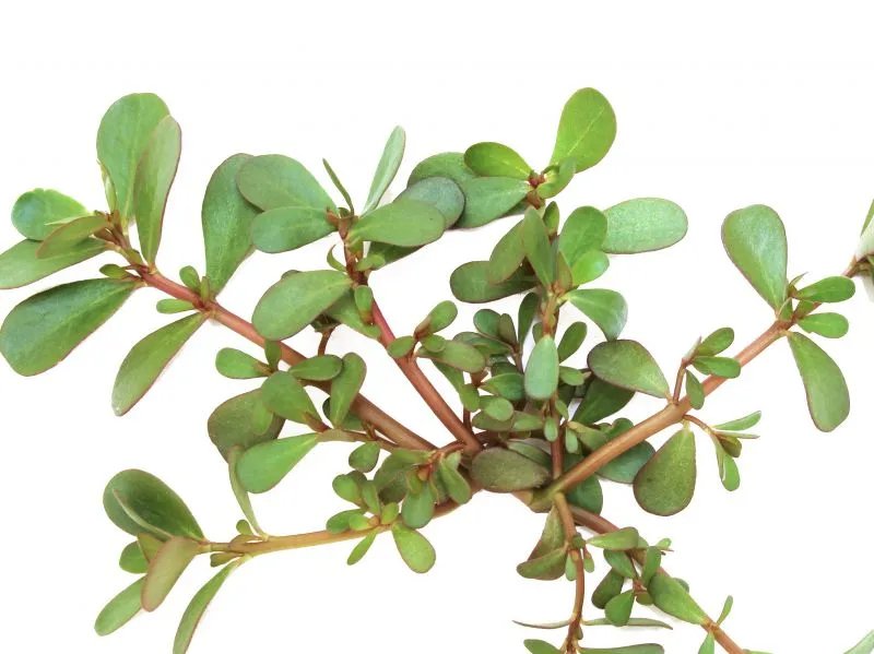 白花蛇舌草的功效