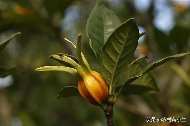 栀子和黄栀子有什么区别