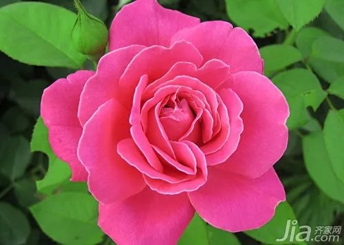 月季花的特点 月季花有什么作用