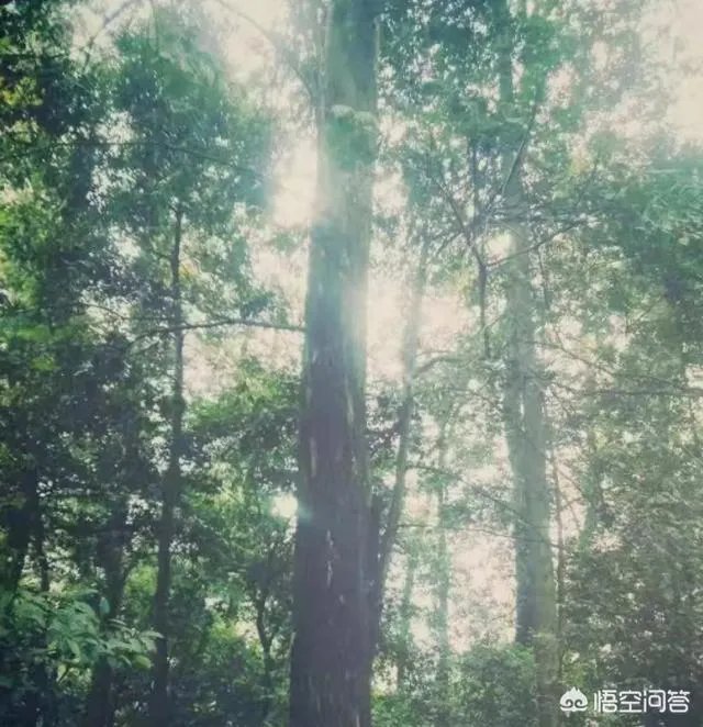 重庆有什么好玩的