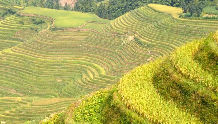 五谷是什么 五谷是哪五谷