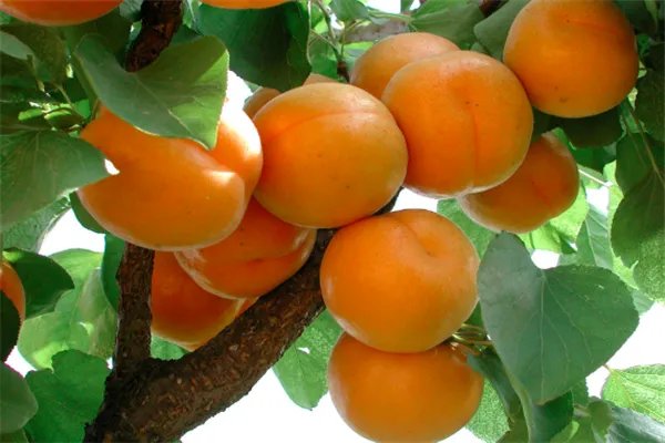 癌细胞最怕什么水果