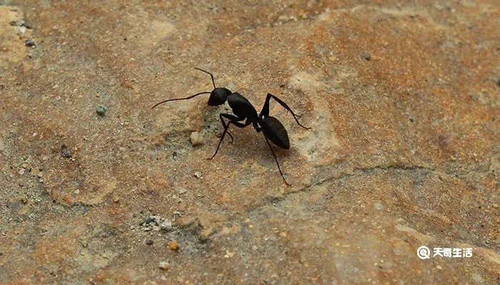 蚂蚁是不是昆虫