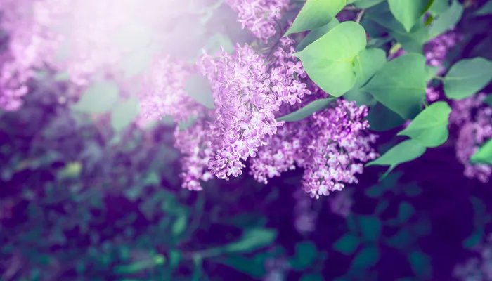 芭蕉不展丁香结丁香空结雨中愁的意思 芭蕉不展丁香结丁香空结雨中愁出自哪里