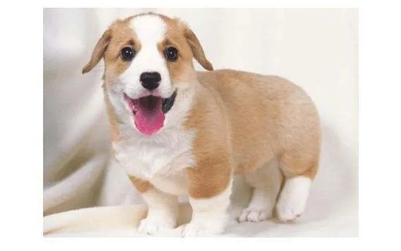 1994年属什么生肖