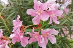 【秋天有什么花开】秋天开的花 秋天盛开的花有哪些 秋天开什么花