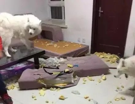 如果把狗狗自己放到陌生环境中