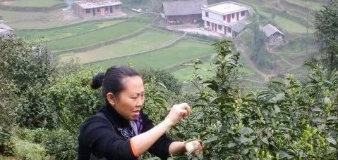 都匀毛尖茶的介绍