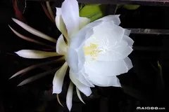 【秋天有什么花开】秋天开的花 秋天盛开的花有哪些 秋天开什么花