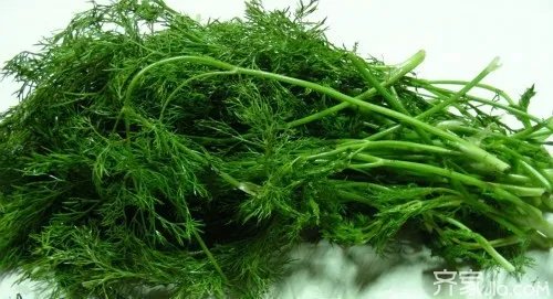 茴香菜的功效  茴香菜图片鉴赏