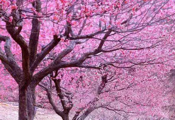 春天都有什么花开