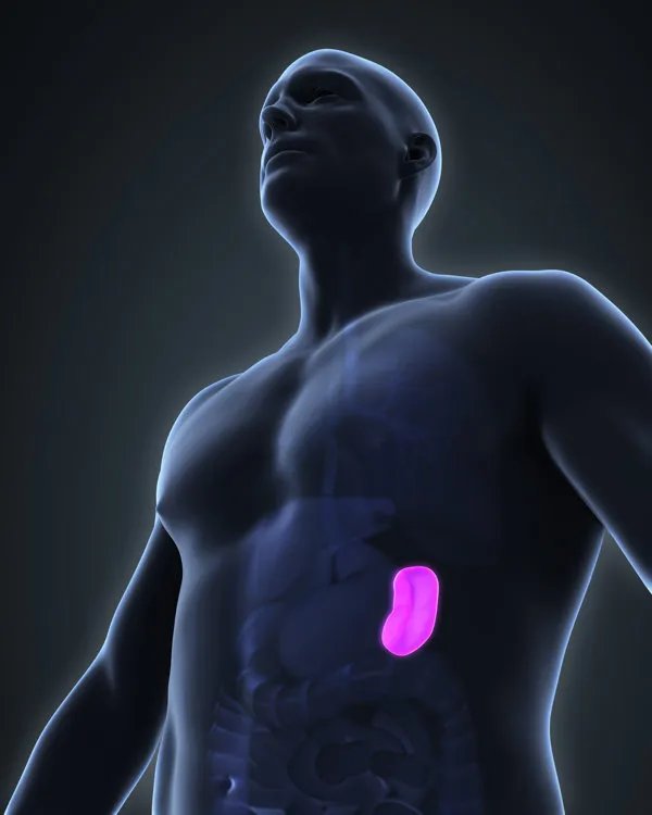 一个肾能值多少人民币