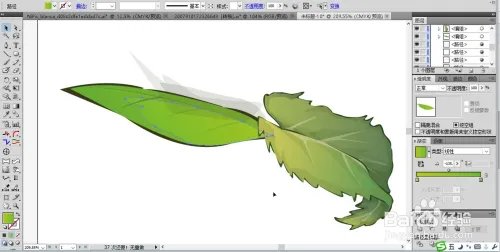 鸡冠花图片设计