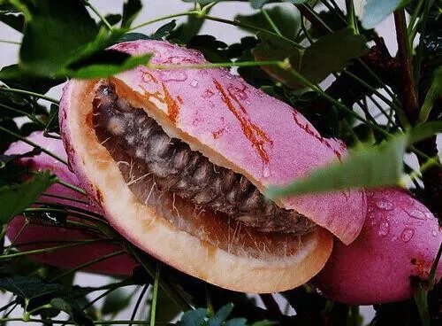 八月瓜的功效与作用  八月瓜怎么吃