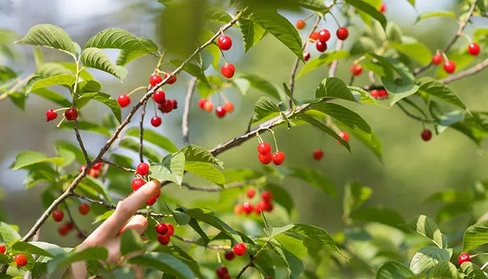 樱桃树的特点 樱桃树的特点有哪些