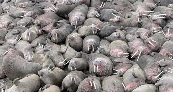 美国海象被迫上岸数万只挤在一起是什么情景？